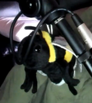 BEE