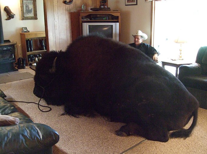BISON