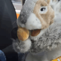 Cnut